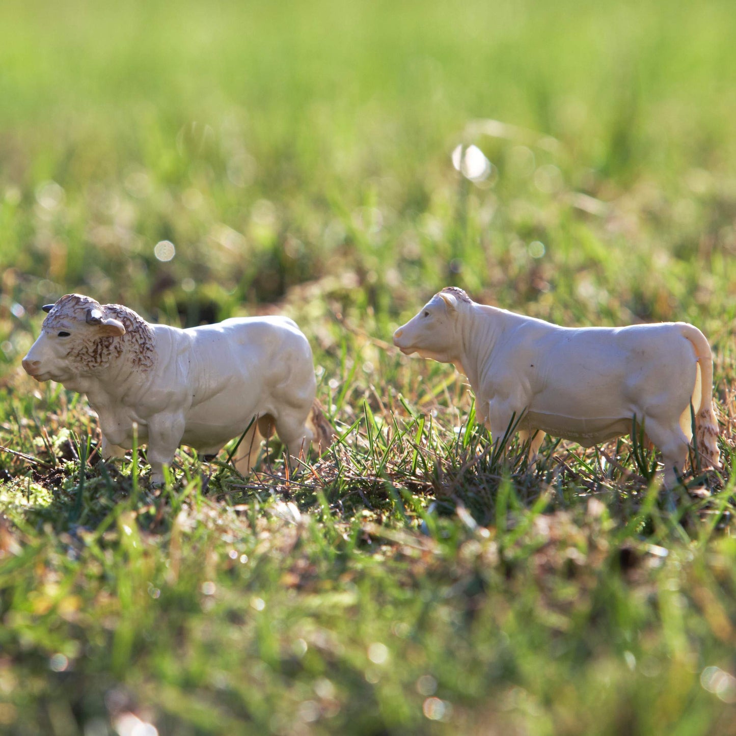 2019 43240 Charolais Cows