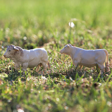 2019 43240 Charolais Cows