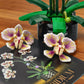 Orchid Flowers Building Block Sets, Compatible with Lego 853792 Accessory, Artificial Plant, Botanical Collection for Home, Kitchen, Desk Decor, Best