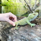 Safari Ltd. Tuatara Figurine - Realistic 7" Reptile Figure - Fun Educational Toy for Boys, Girls, and Kids Ages 3+