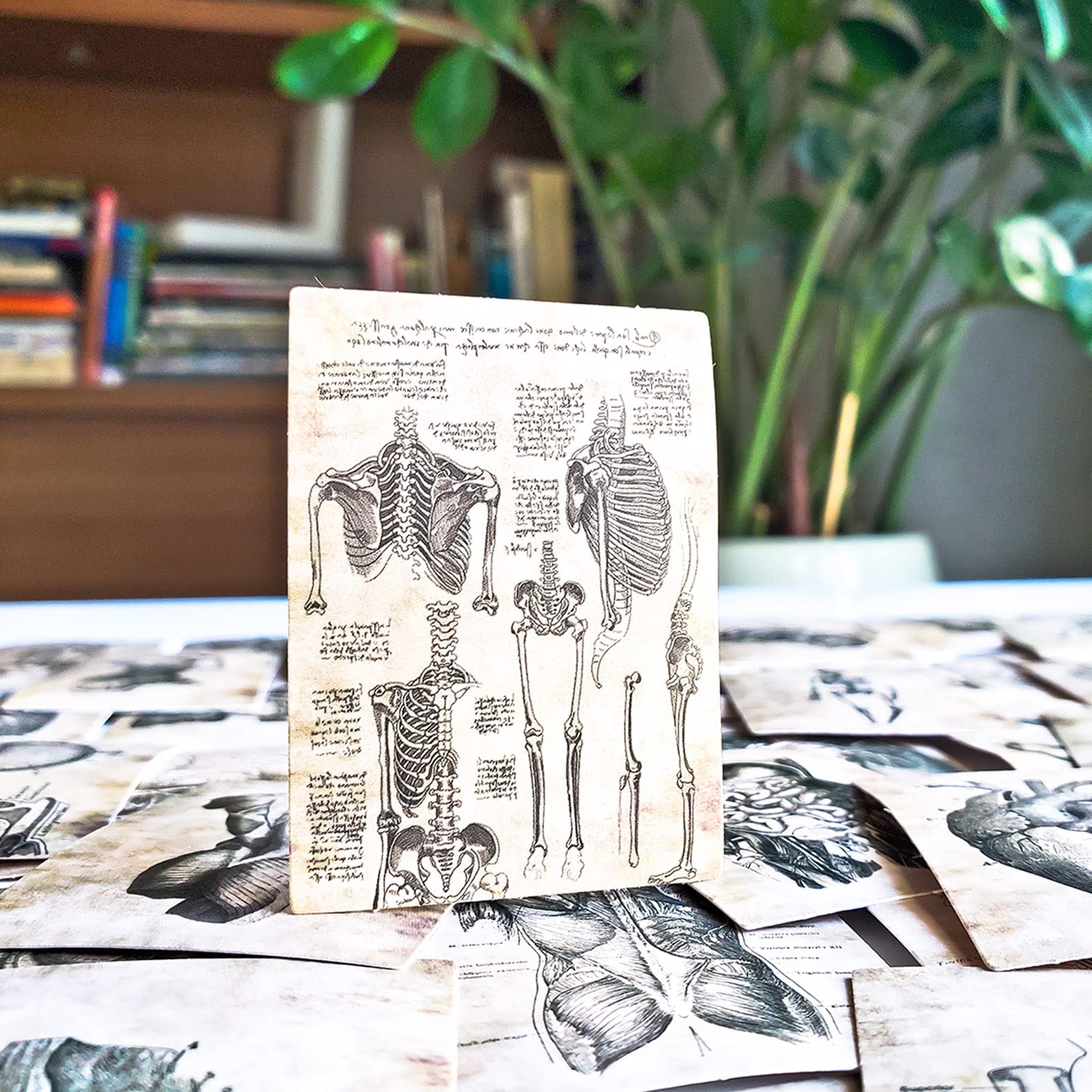 55 pcs Anatomy Vinyl Sticker Pack- Vintage Human Anatomy and Physiology Study Tools of Body Organs, Muscles, Soft Tissues, Medical Gifts for Biology