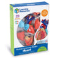 Learning Resources Human Heart Model, Anatomy and Science Classroom Must Haves, Body Model, STEM Study Tools, Back to School Kits, Homeschool Gifts