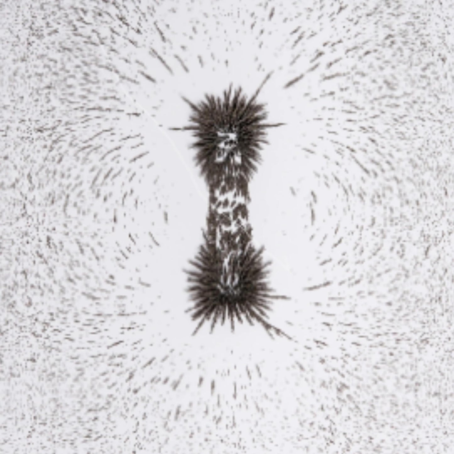 Iron Filings for Magnet Experiments - Magnetic Field Science Learning for Kids, STEM Classroom Supply, Hands-On Physics Activities