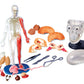 SMARTLAB Toys Totally Squishy from Head-to-Toe - 60 Pieces - 36 Removable Parts - 12" Human Body Model & Stand - 24-Page Illustrated Book - Includes