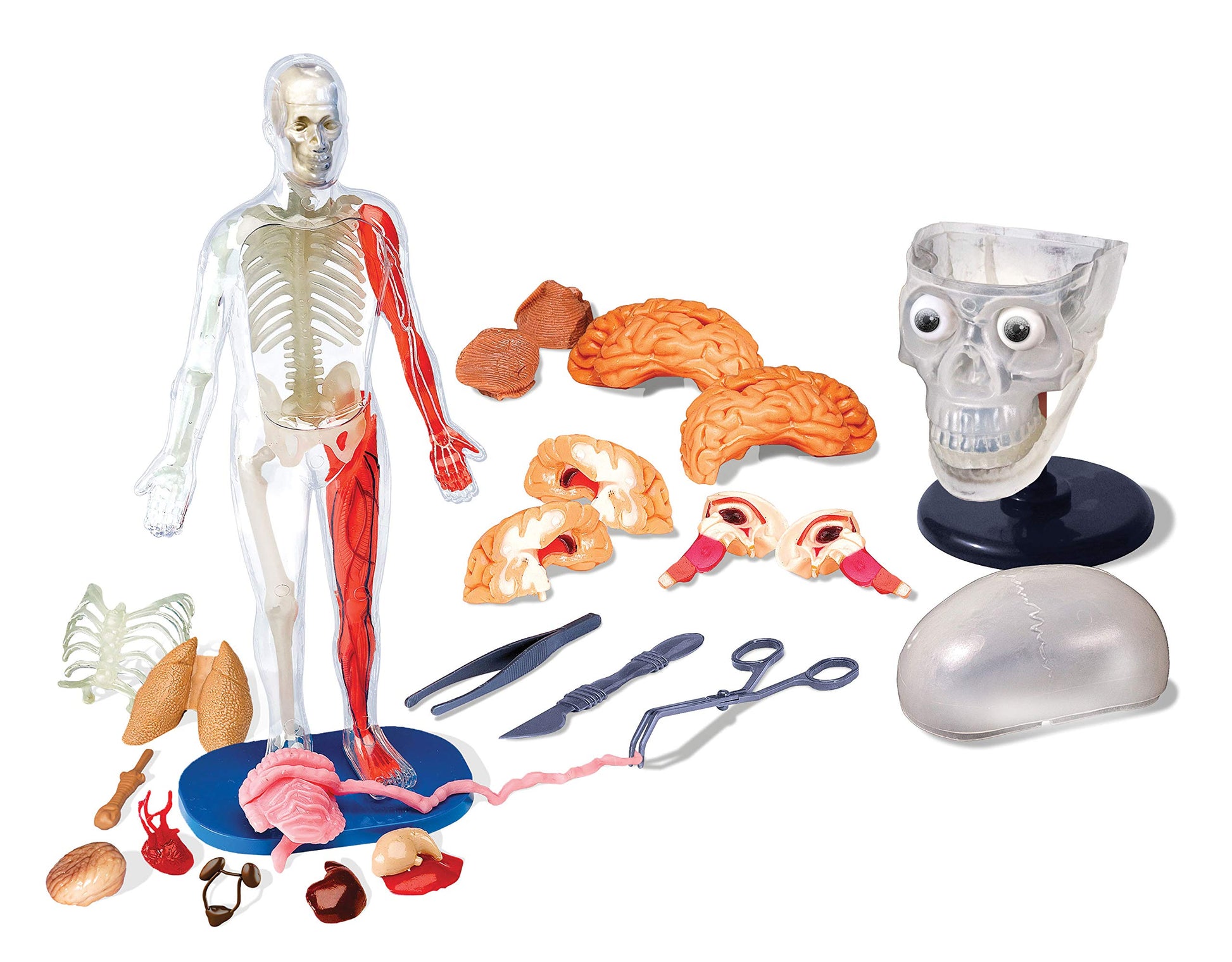 SMARTLAB Toys Totally Squishy from Head-to-Toe - 60 Pieces - 36 Removable Parts - 12" Human Body Model & Stand - 24-Page Illustrated Book - Includes