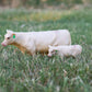 Little Buster Toys Charolais Cow and Calf Pair - 1/16th Scale