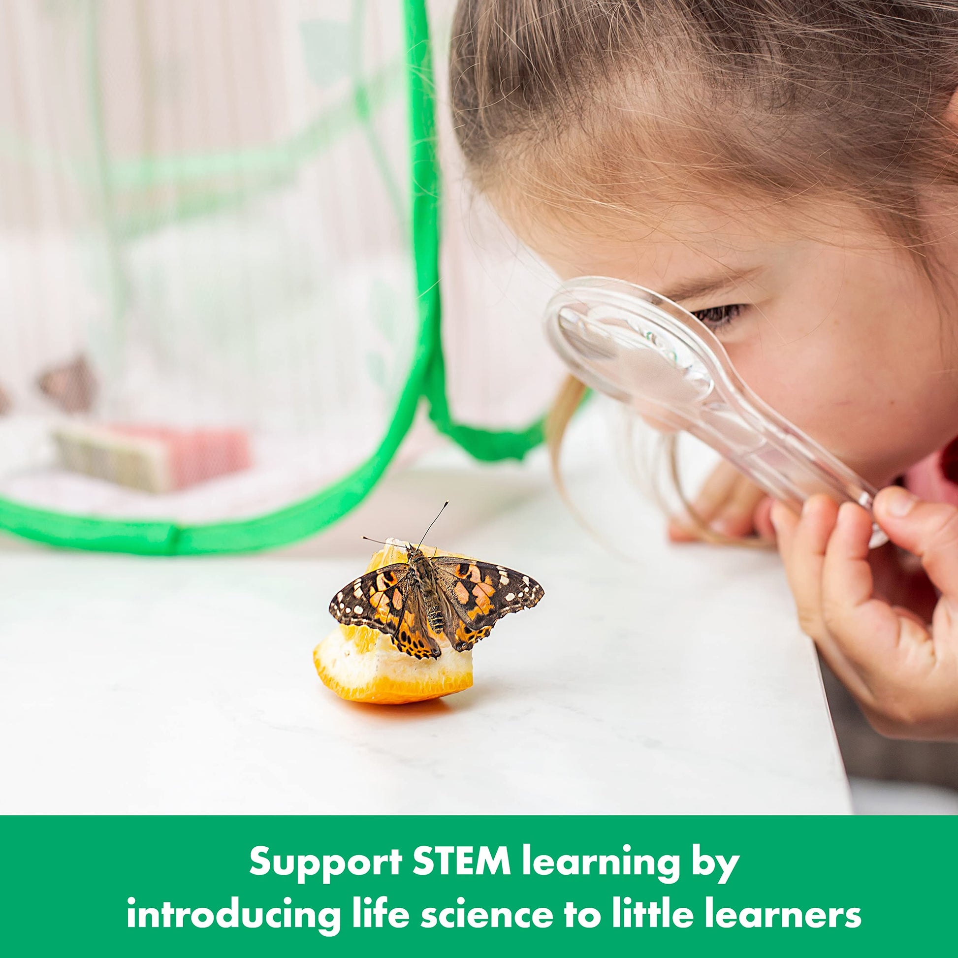 Educational Insights GeoSafari Jr. Butterfly Bungalow, Science Kit with Live Caterpillars, Home & Classroom Insect Habitat, Raise & Release Your Own