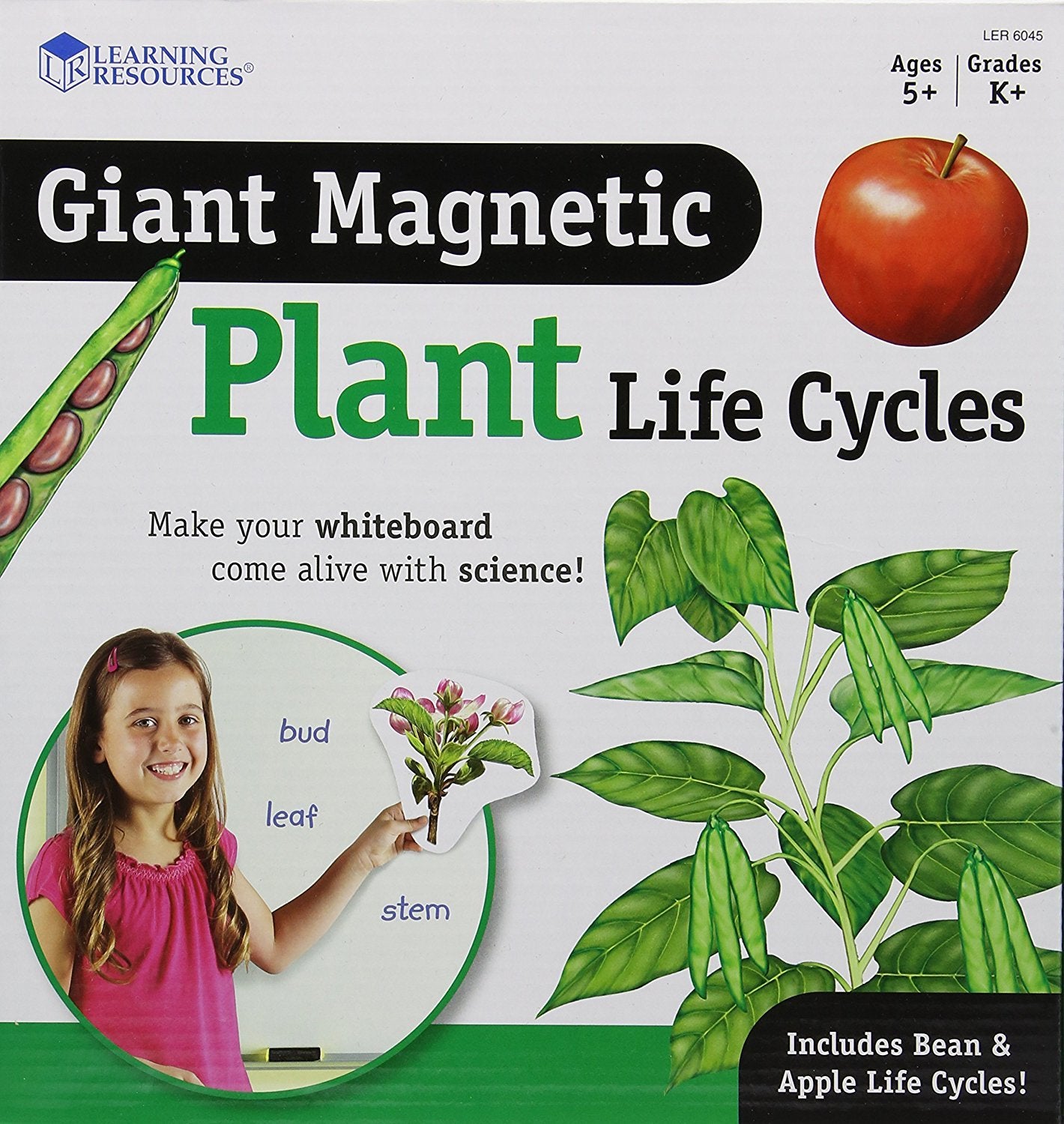 Learning Resources Giant Magnetic Plant Life Cycle - STEM Growing Seed, Montessori Tree , Biology Cards, Classroom Teacher Must Haves Activities