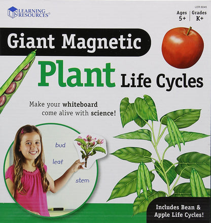 Learning Resources Giant Magnetic Plant Life Cycle - STEM Growing Seed, Montessori Tree , Biology Cards, Classroom Teacher Must Haves Activities