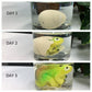 MAGIC GROW JA-RU Dino Egg Water Growing Toys (6 Dinosaur Eggs) Hatching & Growing Dinosaur in Water. Fidget Toys Bulk for Kids. Easter Basket