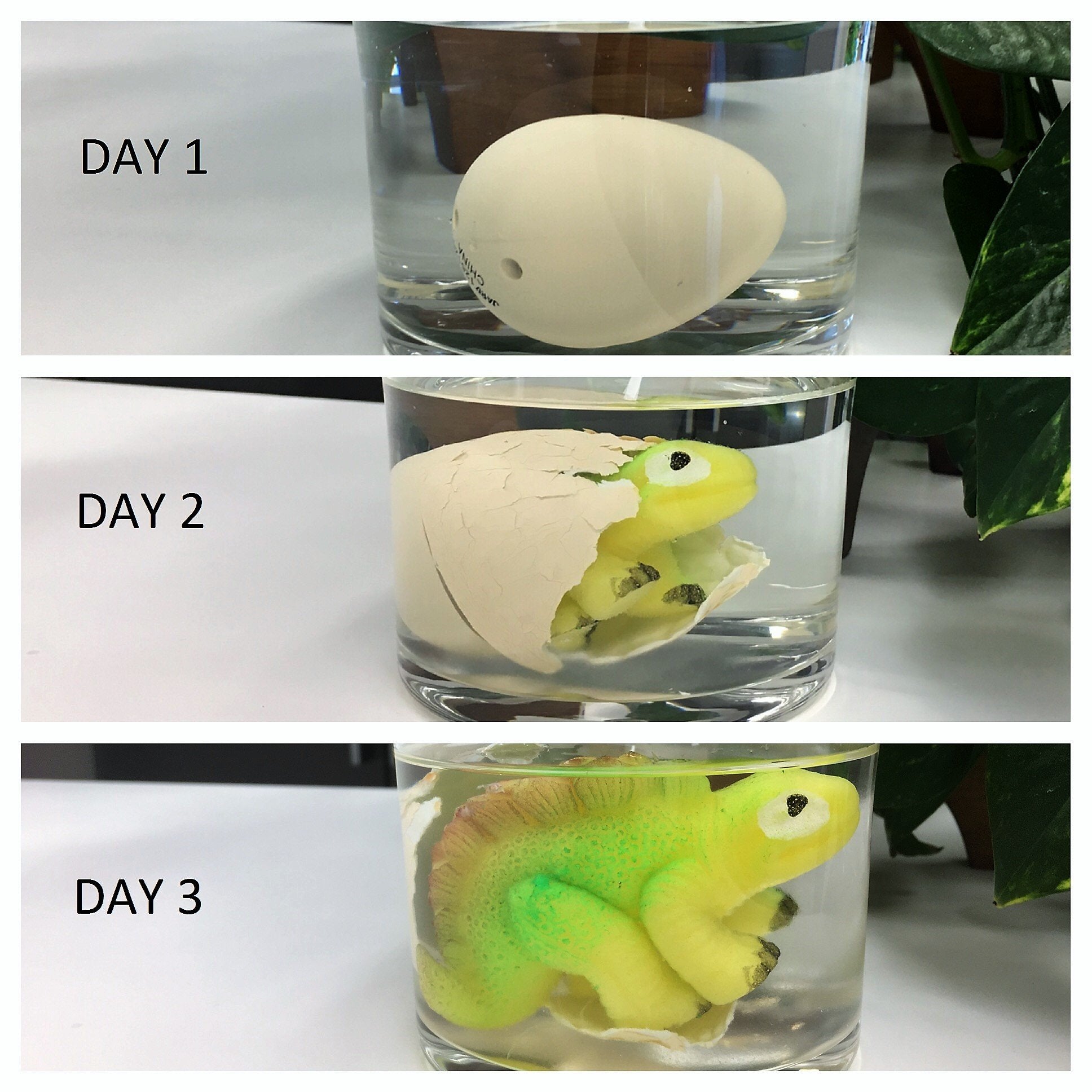 MAGIC GROW JA-RU Dino Egg Water Growing Toys (6 Dinosaur Eggs) Hatching & Growing Dinosaur in Water. Fidget Toys Bulk for Kids. Easter Basket