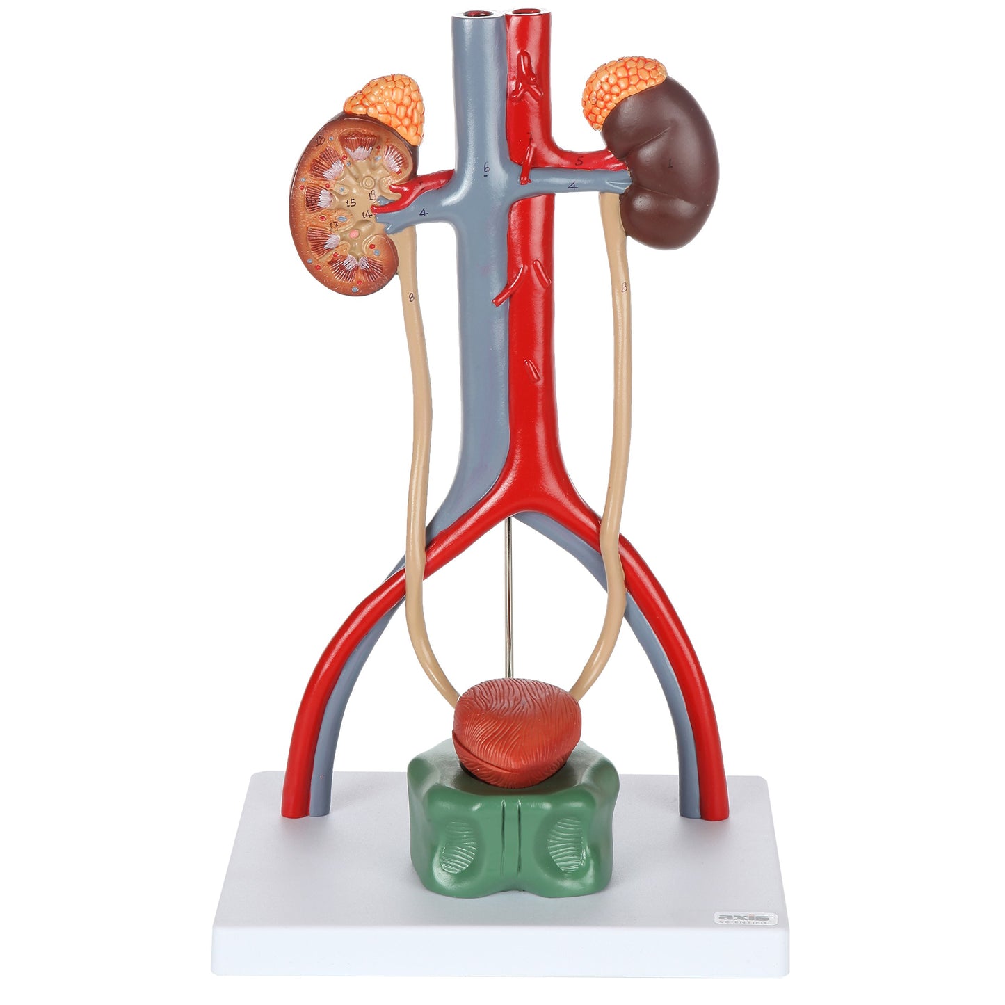 Axis Scientific Male Urinary System Model, Kidneys