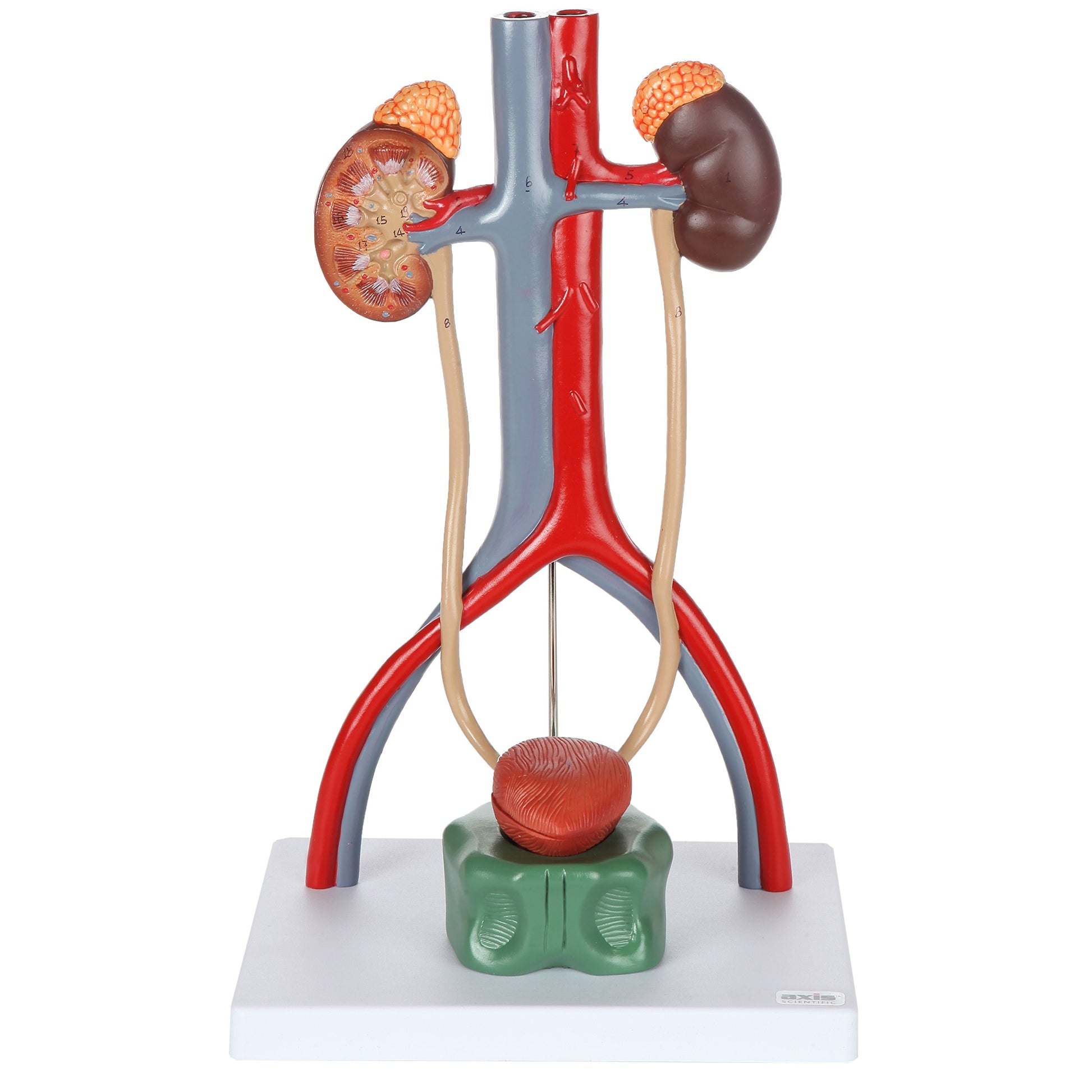 Axis Scientific Male Urinary System Model, Kidneys