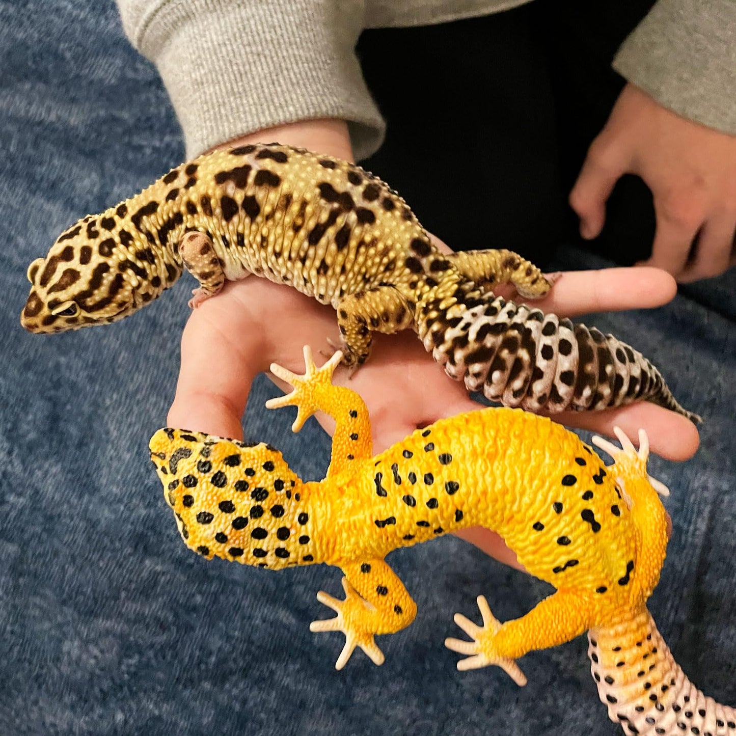 Safari Ltd. Leopard Gecko Figurine - Detailed 7" Plastic Reptile Figure - Educational Toy for Boys, Girls, and Kids Ages 3+