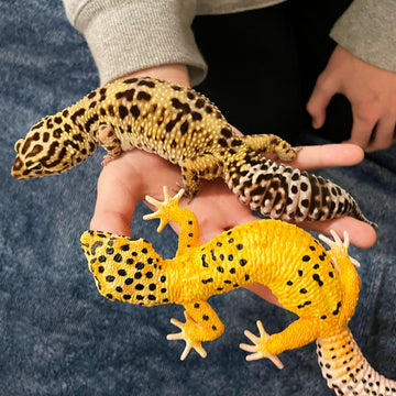 Safari Ltd. Leopard Gecko Figurine - Detailed 7" Plastic Reptile Figure - Educational Toy for Boys, Girls, and Kids Ages 3+