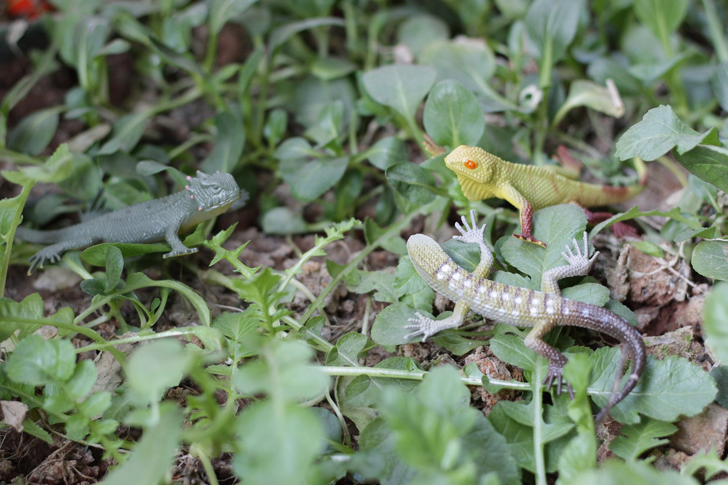 Kvvdi 12pcs 5 Inch Colorful Fake Plastic Lizard Toys Action Figure Reptile Toy Lizards Realistic Favors