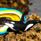 Safari Ltd. Wild Safari Sea Life Orca Figurine - Realistic 6" Killer Whale Model Figure - Educational Toy for Boys Girls & Kids Age 3+