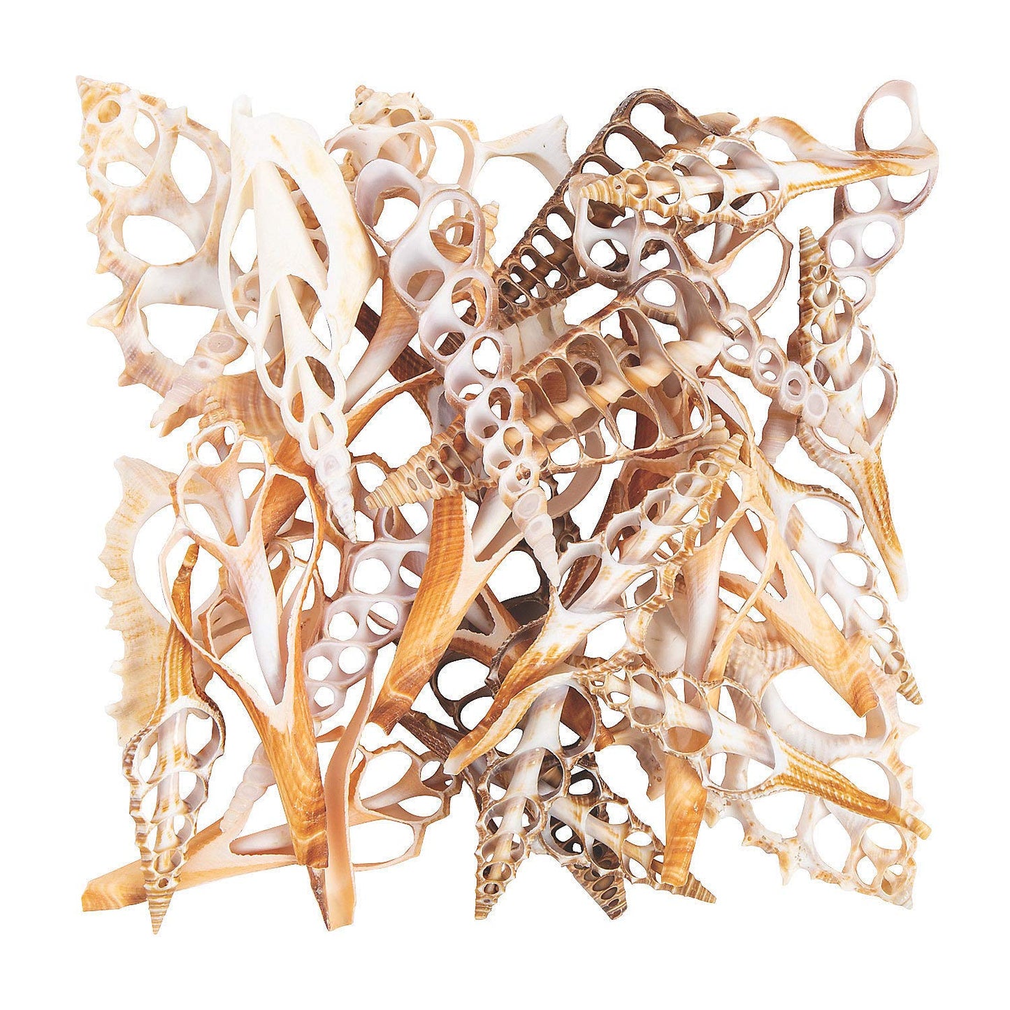3-4" Large Center Cut Shells (50Pc) - Crafts for Kids and Fun Home Activities