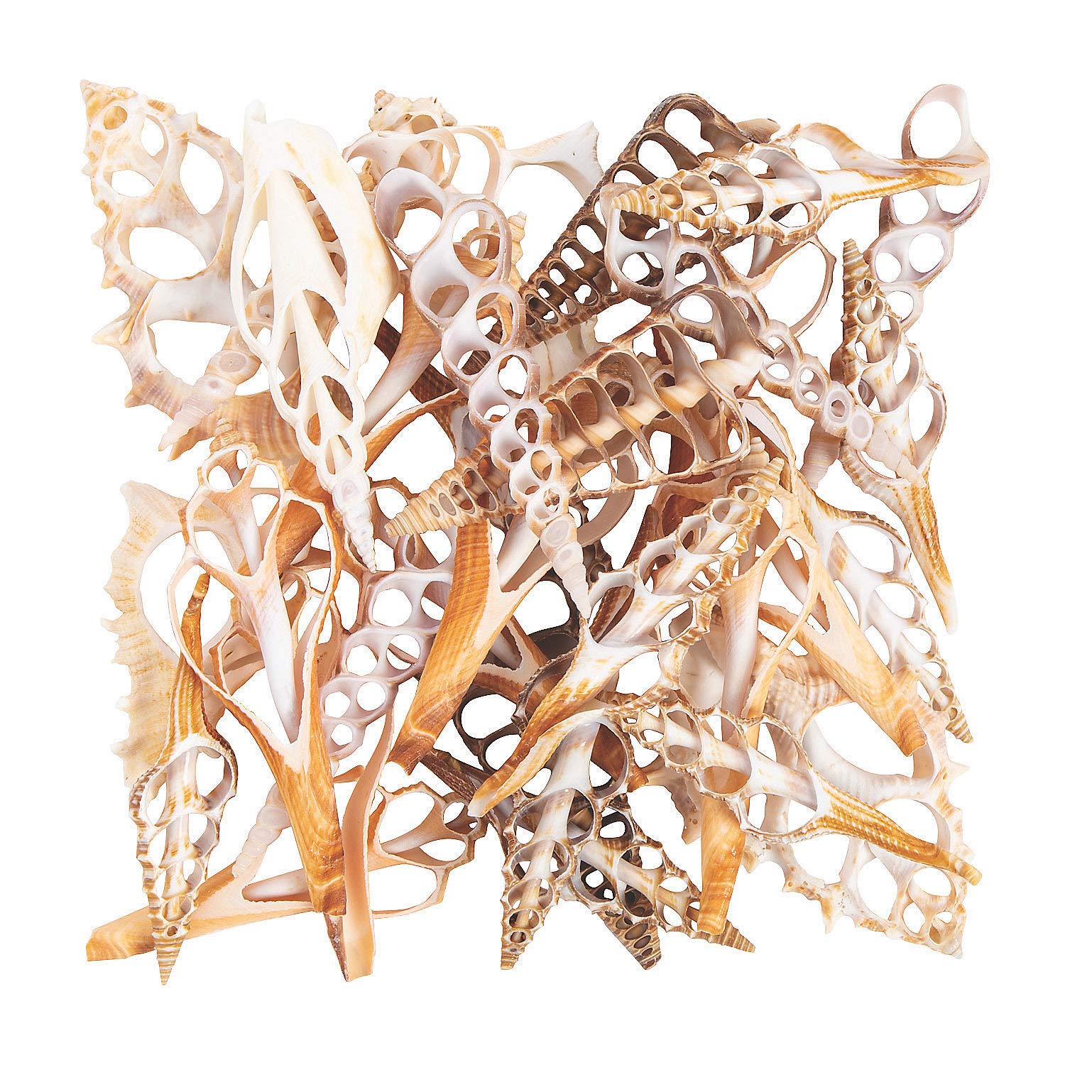 3-4" Large Center Cut Shells (50Pc) - Crafts for Kids and Fun Home Activities