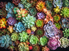 Cross & Glory | 1000 Piece Jigsaw Puzzles for Adults | Succulent Symphony