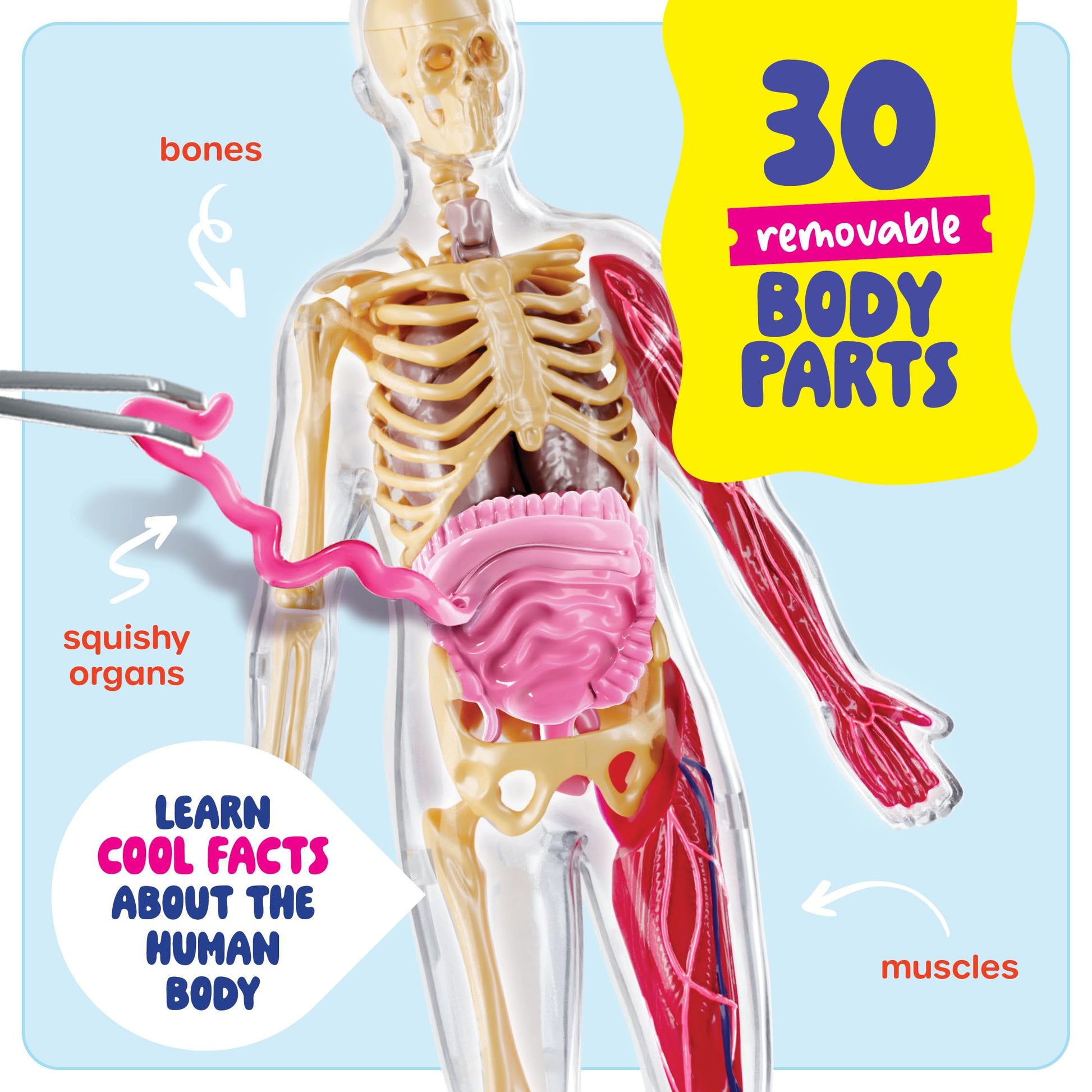 Dan&Darci Human Anatomy Squishy Body Model - Science Kits for Kids Ages 4-8 - STEM Toys for 4 5 6 7 8 Year Old Boy Birthday Gift - Learning