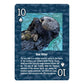 Paradise Cay Publications, Inc. Marine Wildlife of the Pacific Northwest - Playing Cards - Standard 52 Card Deck