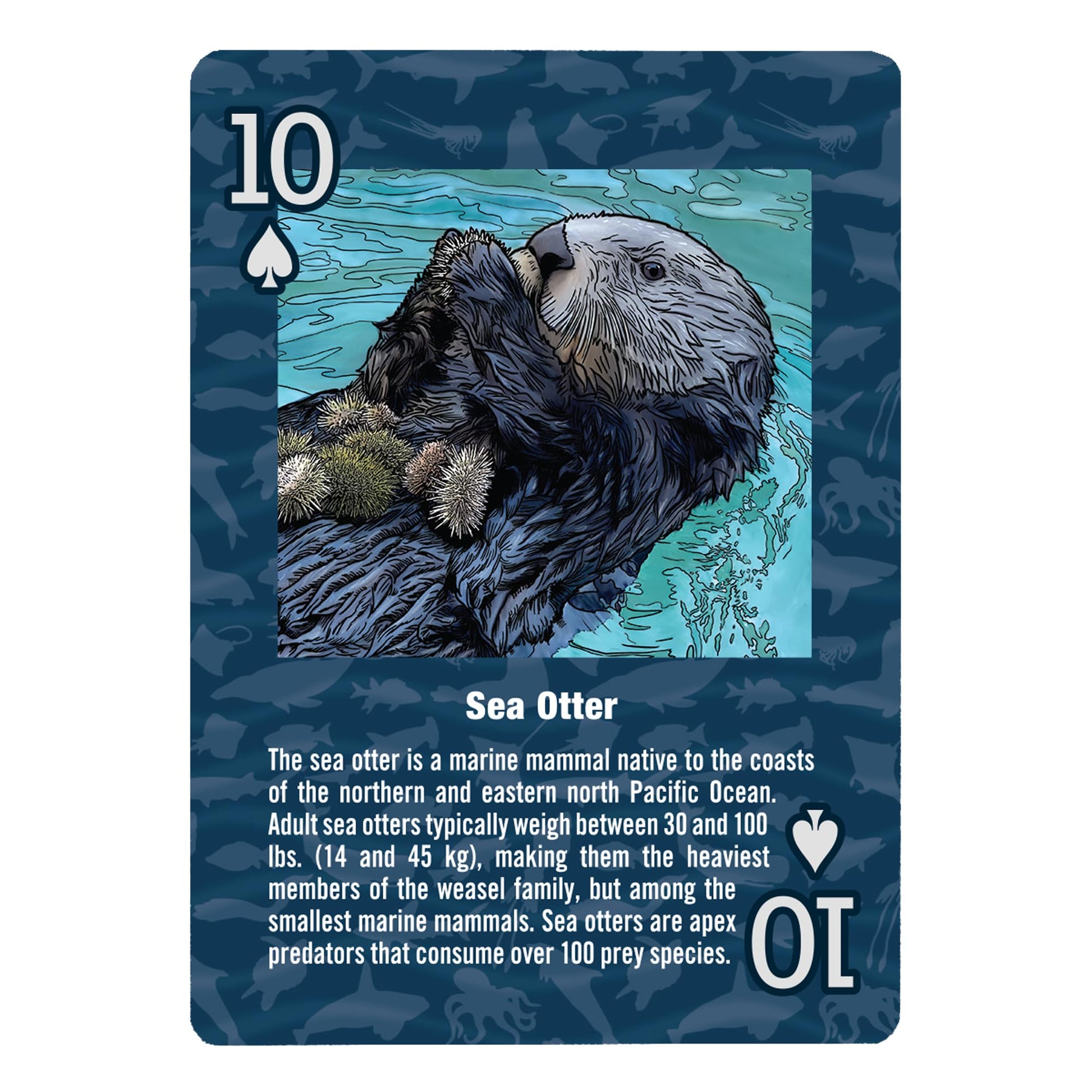 Paradise Cay Publications, Inc. Marine Wildlife of the Pacific Northwest - Playing Cards - Standard 52 Card Deck
