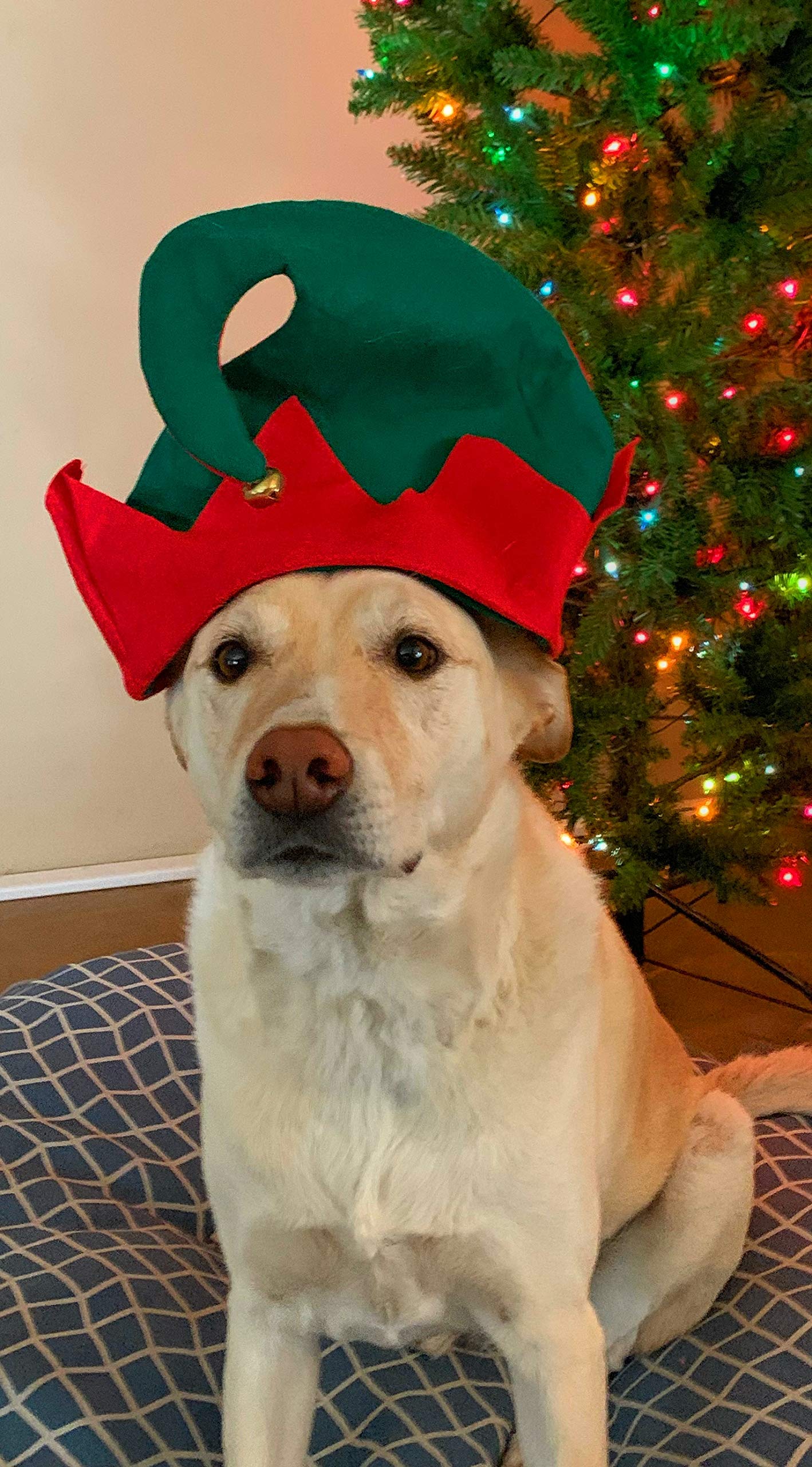 Funiverse Bulk 12 Pack Christmas Elf Hat with Jingle Bell - Adult Sized and Perfect for Any Christmas Holiday Event