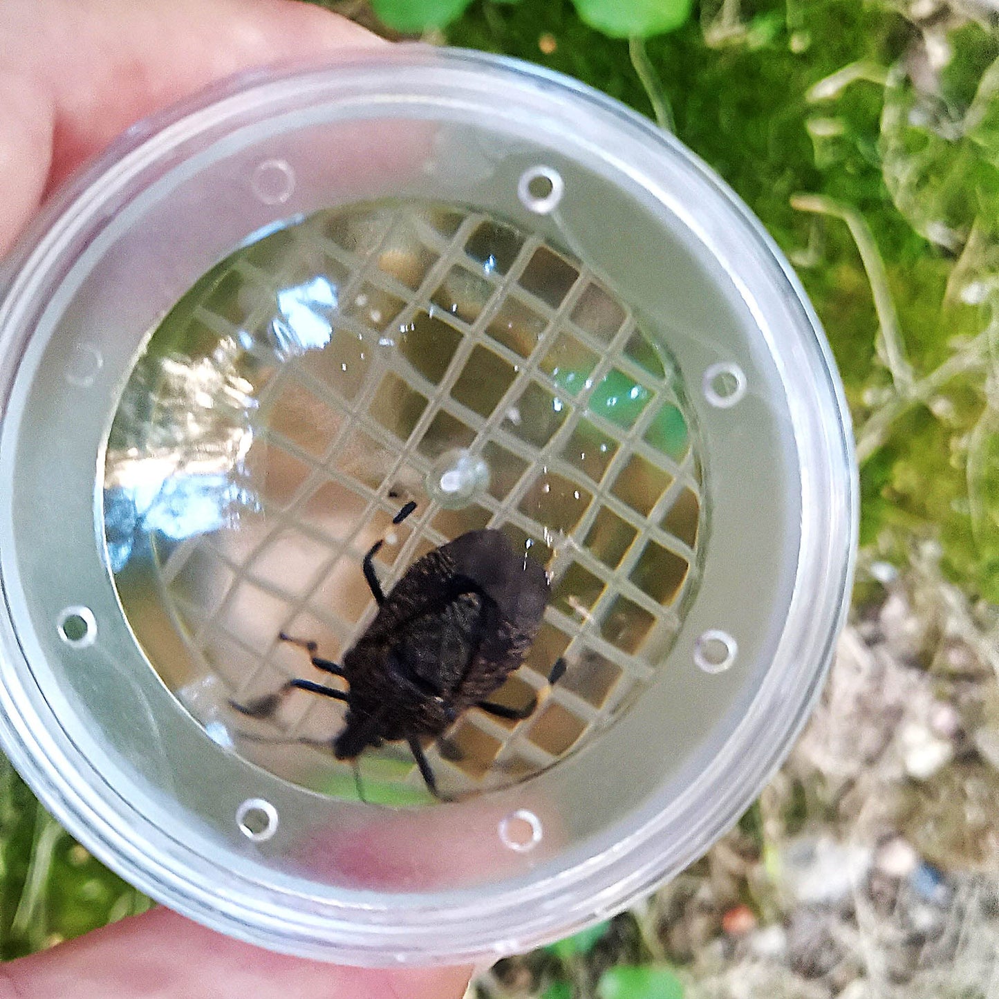 SimpleSS 8 Pieces Bug Viewer Critter Insect Cage Magnifying Insect Box Bug Magnifier Container Bug Catcher Cage, Science Nature Exploration Tools