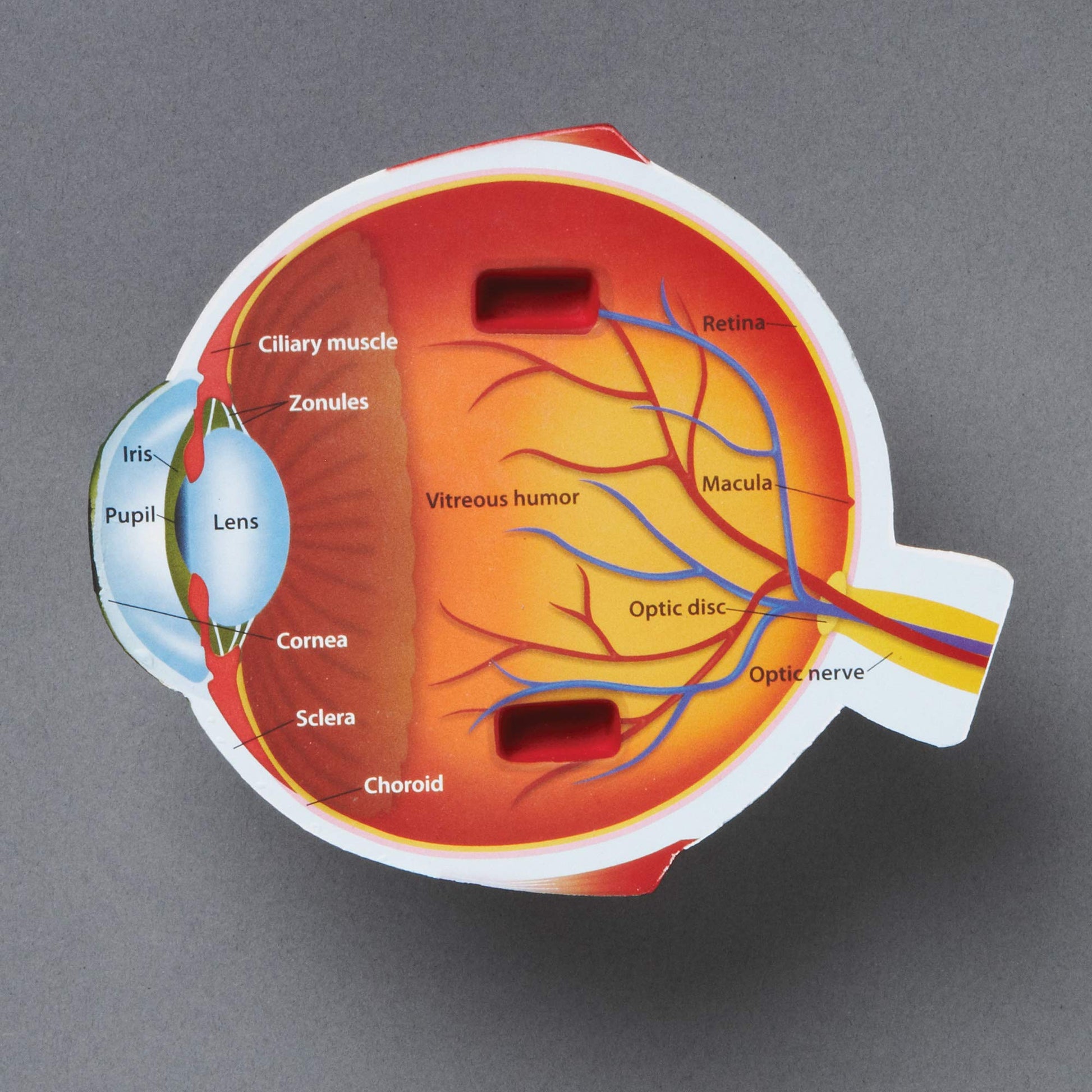 Learning Resources Soft Foam Cross-Section Human Eye Model - 3D Model for Kids, Biology Classroom Supplies & Science Equipment, Human Anatomy