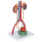 Axis Scientific Male Urinary System Model, Kidneys