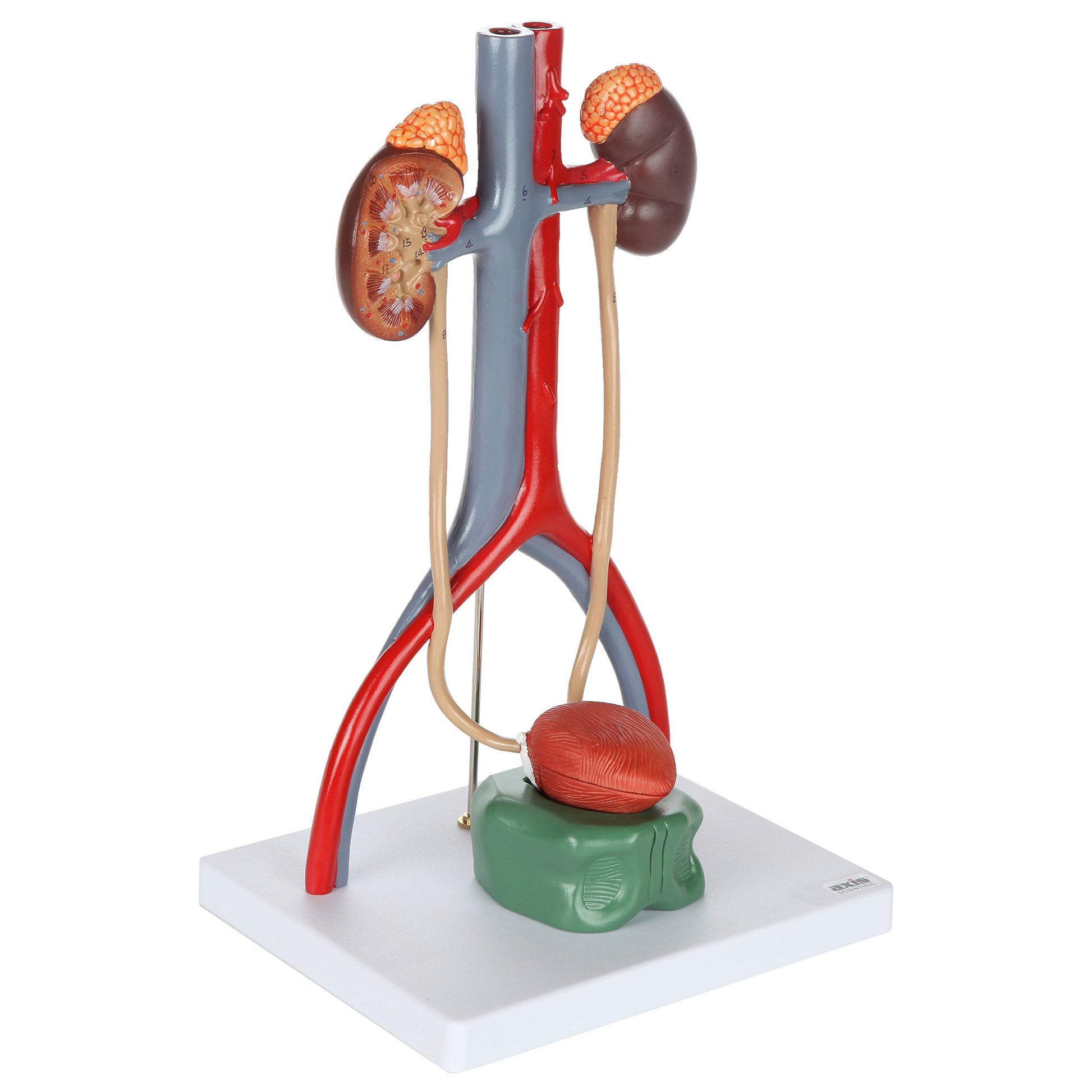 Axis Scientific Male Urinary System Model, Kidneys