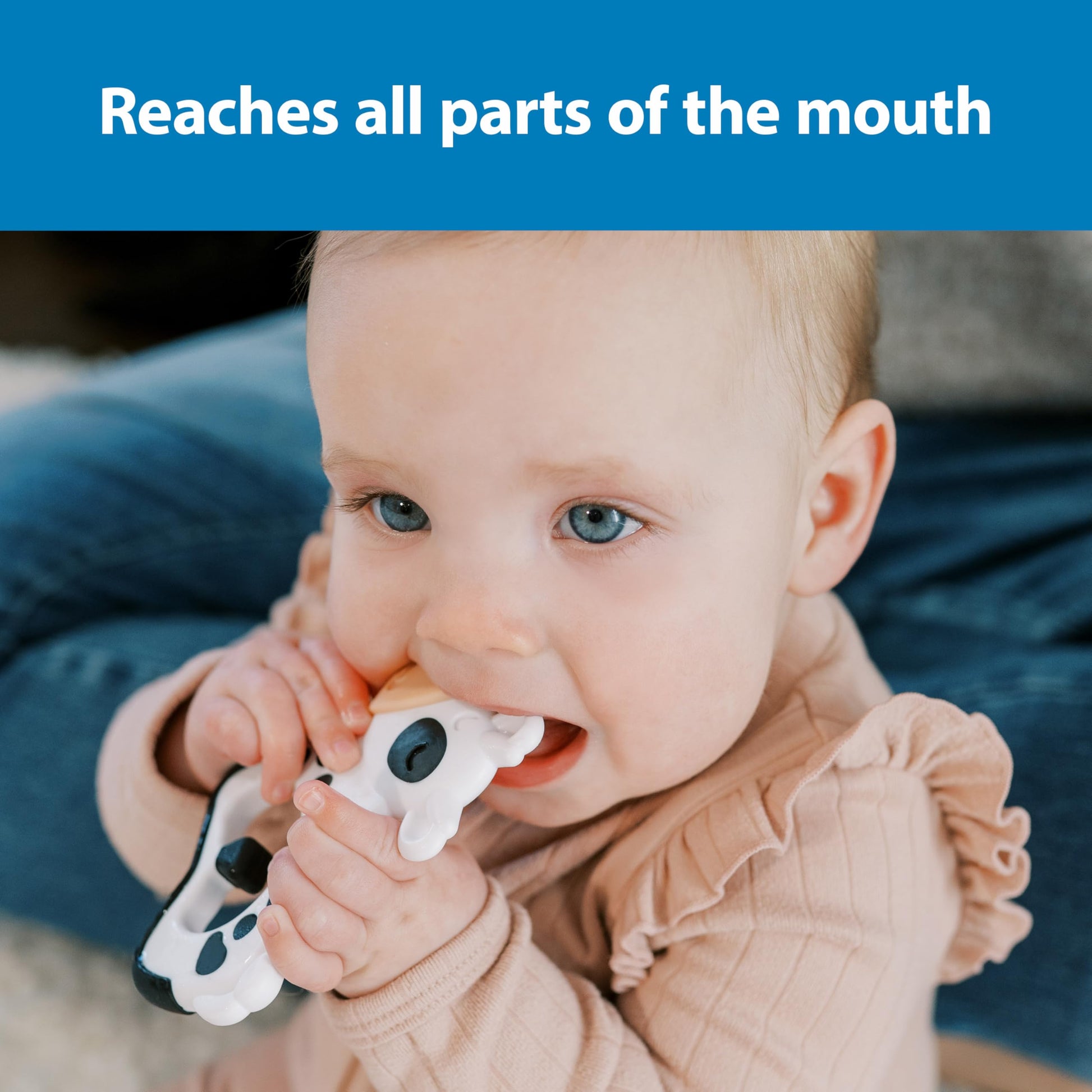 Dr. Brown's Ridgees Cow Baby Teether, Massaging Multi-Texture Teething Toy for Babies, Silicone Free, BPA-Free, 3m+