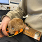 GIANTmicrobes Mange Plush - Learn about Mites and How They Cause Skin Disease, with this Educational Gift for Friends, Veterinarians, Educators, Pet