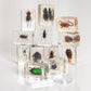 Constructive Playthings Bugs Collection, 12 Real Insects with Mini Magnifyer Scientific Educational Toy