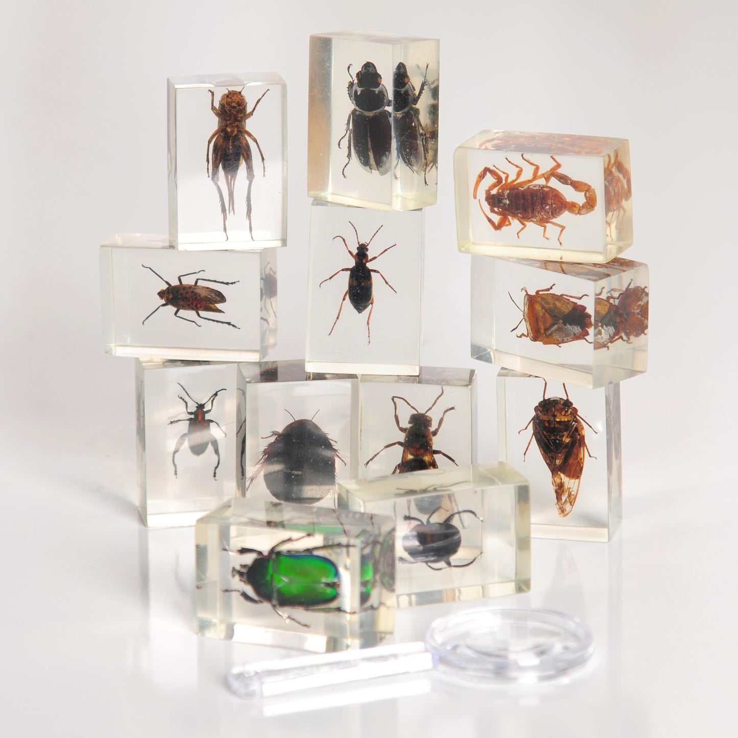 Constructive Playthings Bugs Collection, 12 Real Insects with Mini Magnifyer Scientific Educational Toy