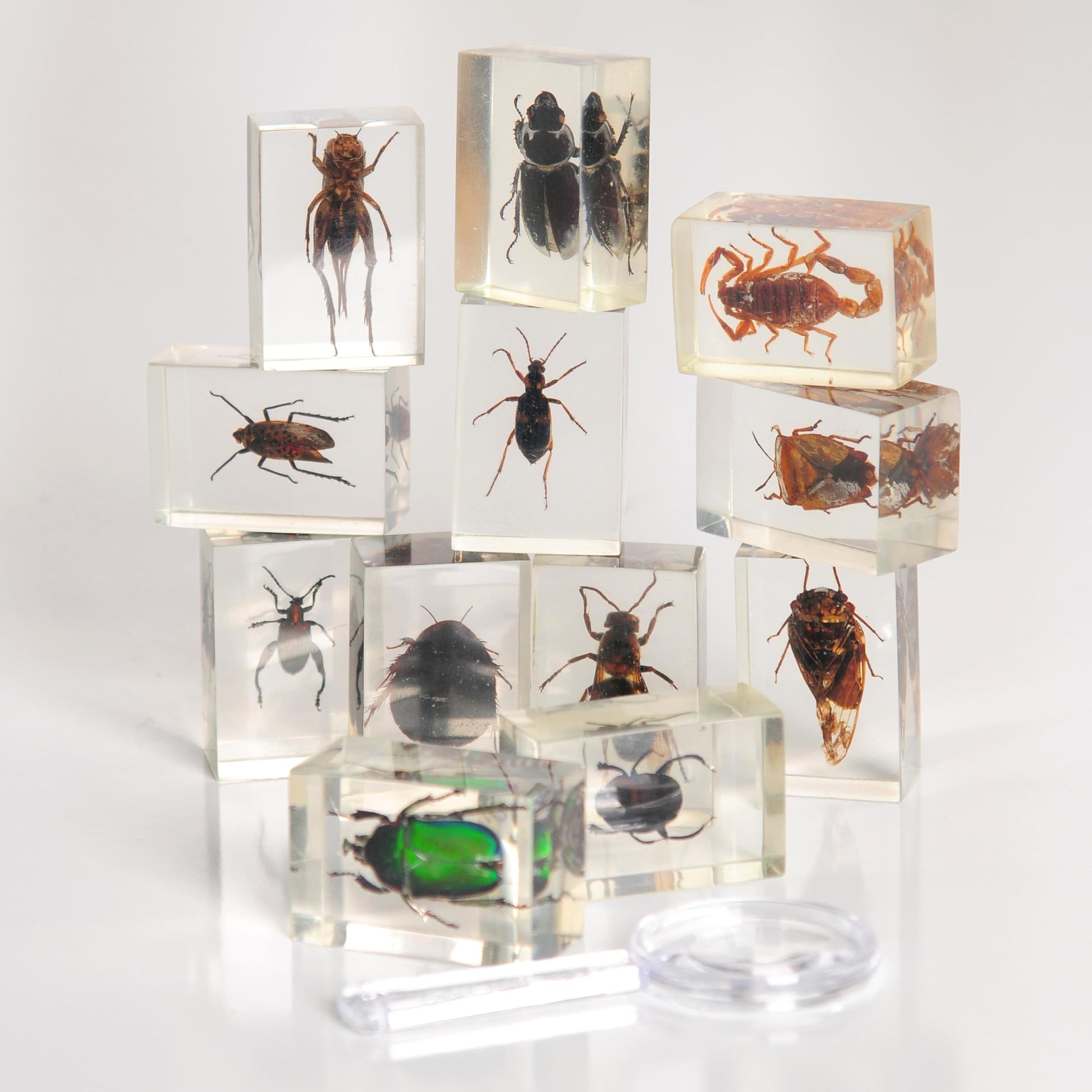 Constructive Playthings Bugs Collection, 12 Real Insects with Mini Magnifyer Scientific Educational Toy