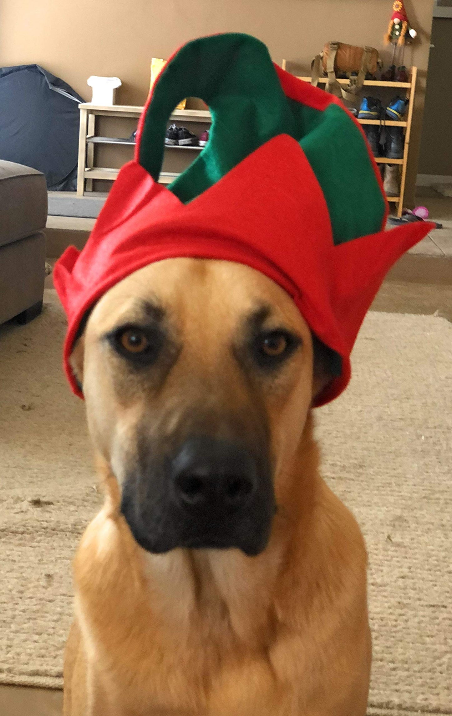 Funiverse Bulk 12 Pack Christmas Elf Hat with Jingle Bell - Adult Sized and Perfect for Any Christmas Holiday Event