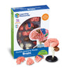 Learning Resources Brain Model - Anatomy and Science Classroom Must Haves, Neuro Health and Human Body Model, STEM Study Tools, Back to School Kits
