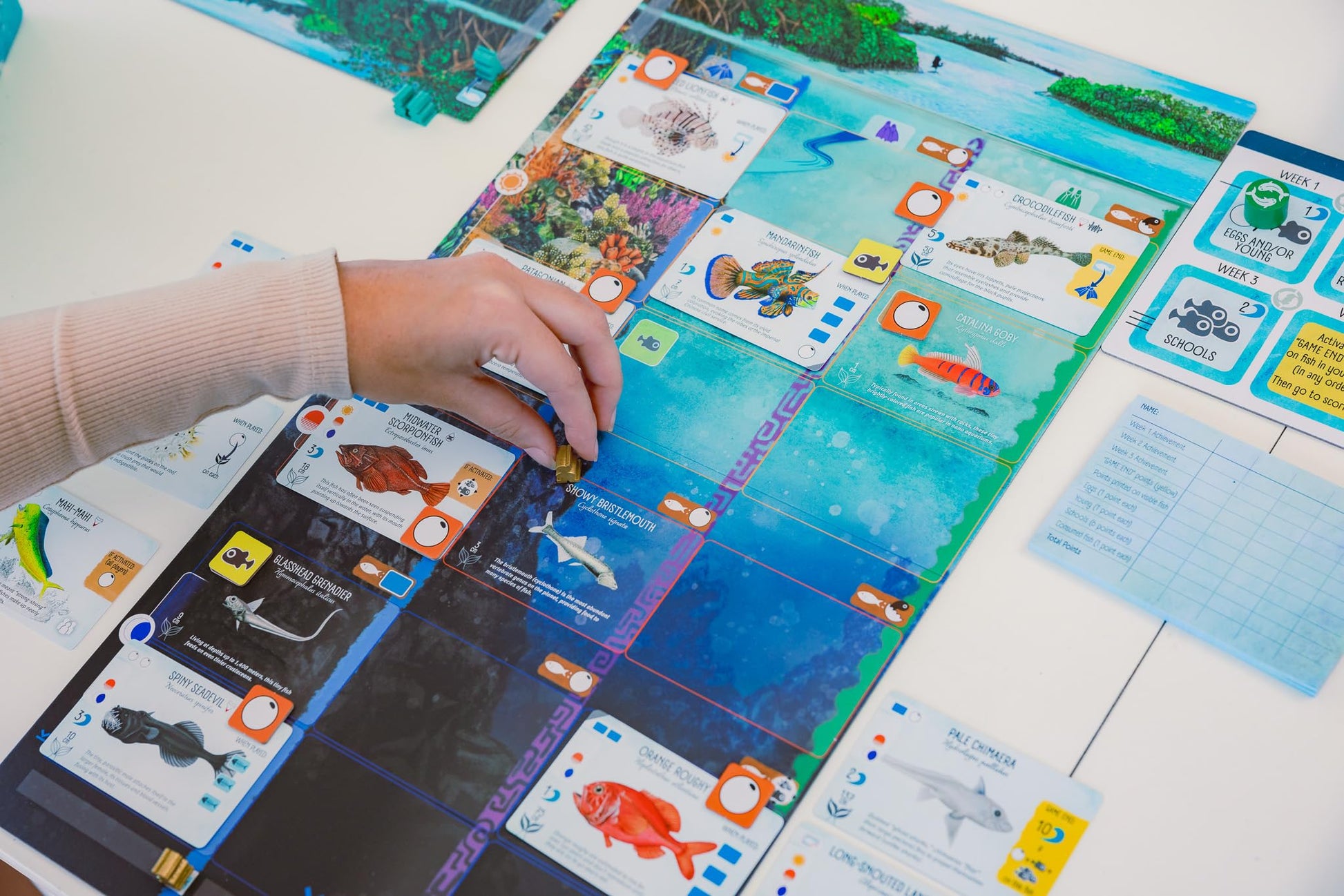 Stonemaier Games: Finspan - A Wingspan Game by David Gordon & Michael O’Connell | A Relaxing Strategy Board Game About Collecting Fish and Ocean