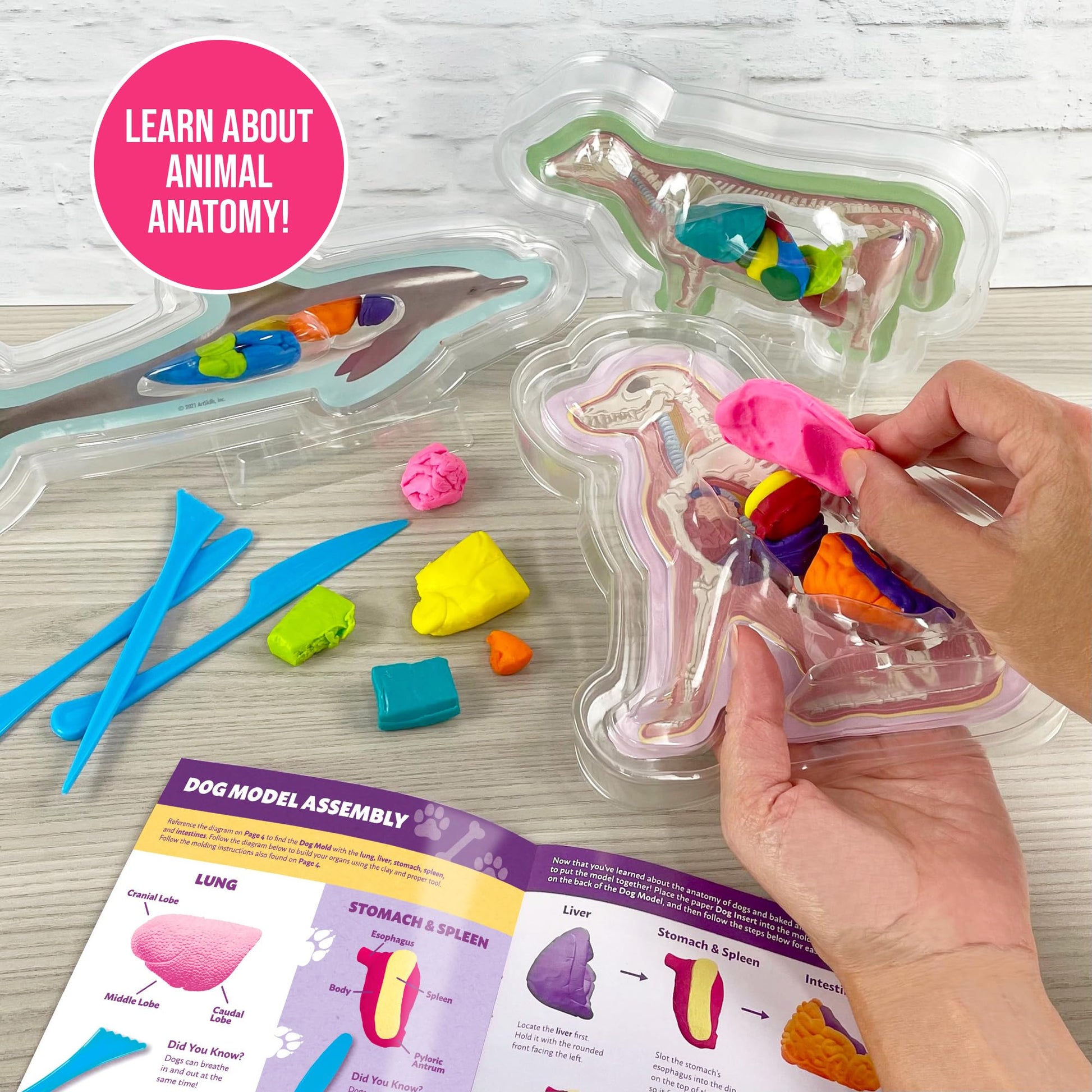 ArtSkills Vet Kit for Kids Animal Anatomy Veterinary Science Kit for Kids