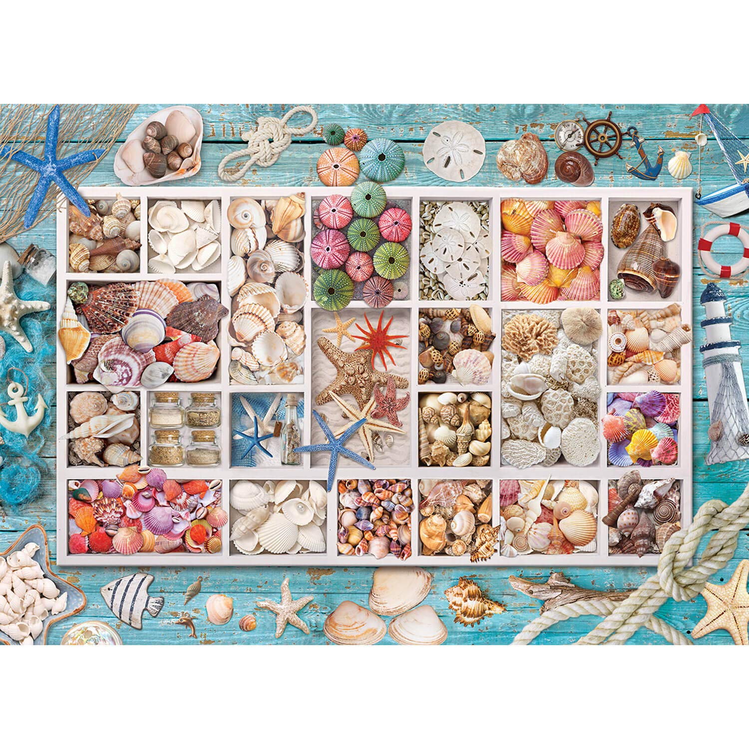 Seashell Collection