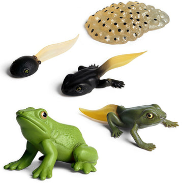Gemini&Genius Life Cycle of Frog Figurines, Bullfrog Growth Diary Figures
