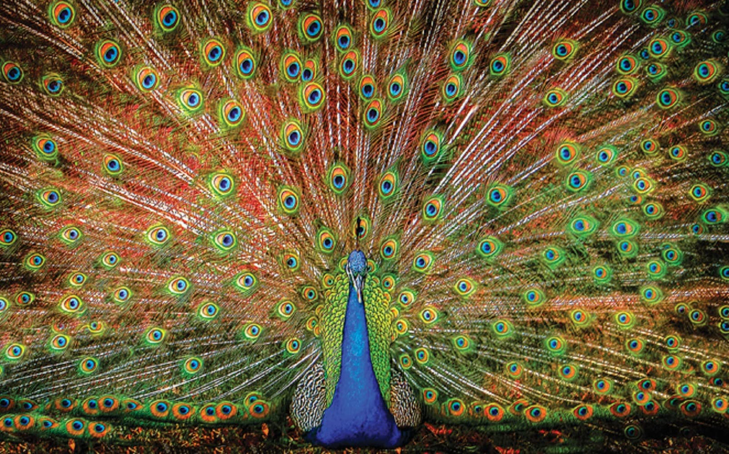 SUNSOUT INC - The Big Boy - 1000 pc Jigsaw Puzzle by Artist: Celebrate Life Gallery - Finished Size 19" x 30" - MPN# 37352