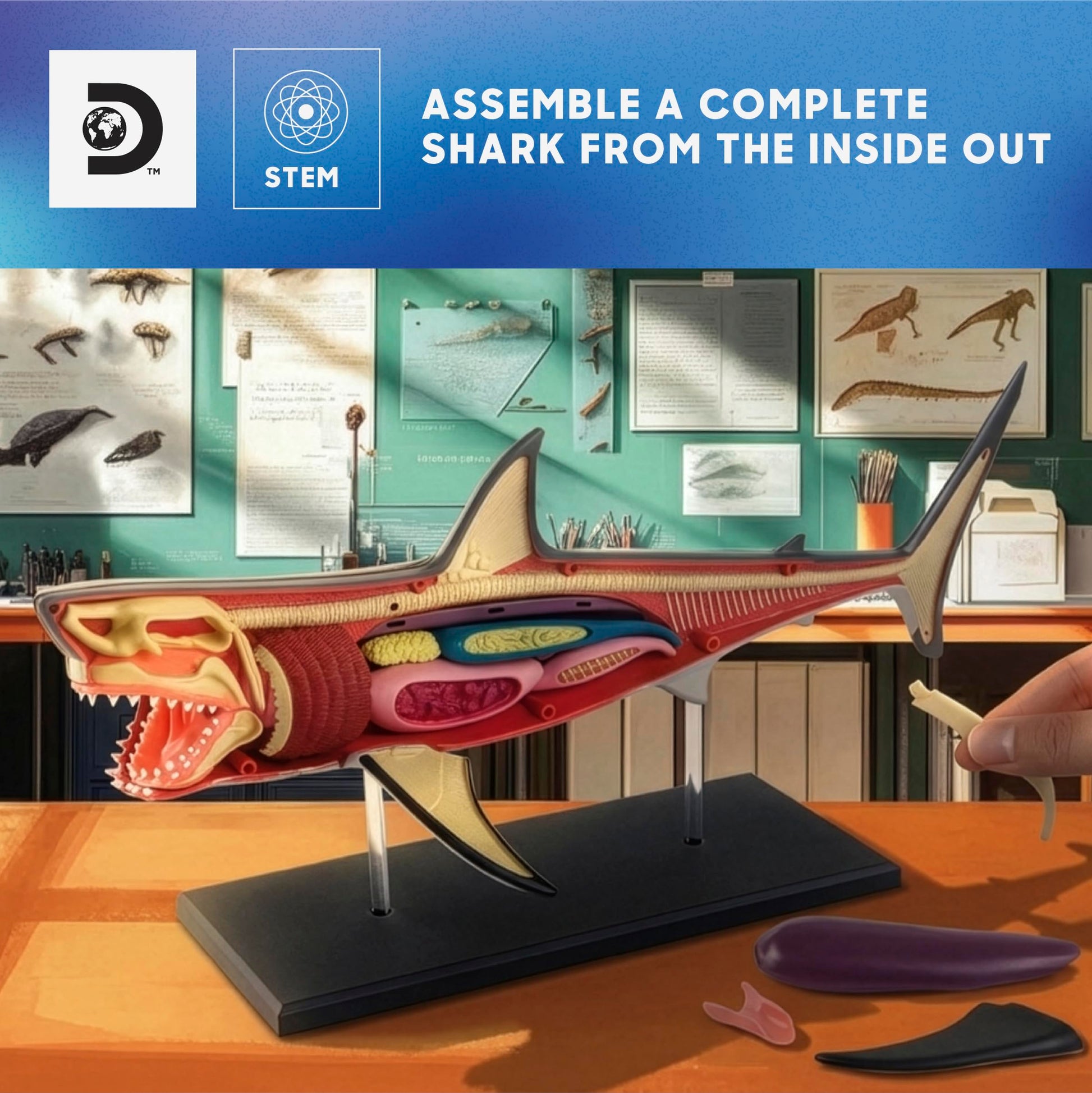 Discovery™ 4D Shark Anatomy Kit| Interactive Model Building Set with Display Stand| STEM Biology Science Kit| Fun Activity Puzzle| Ocean Sea Creature