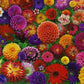 Springbok Blooming Every Daisy 500 Piece Flower Jigsaw Puzzle for Adults