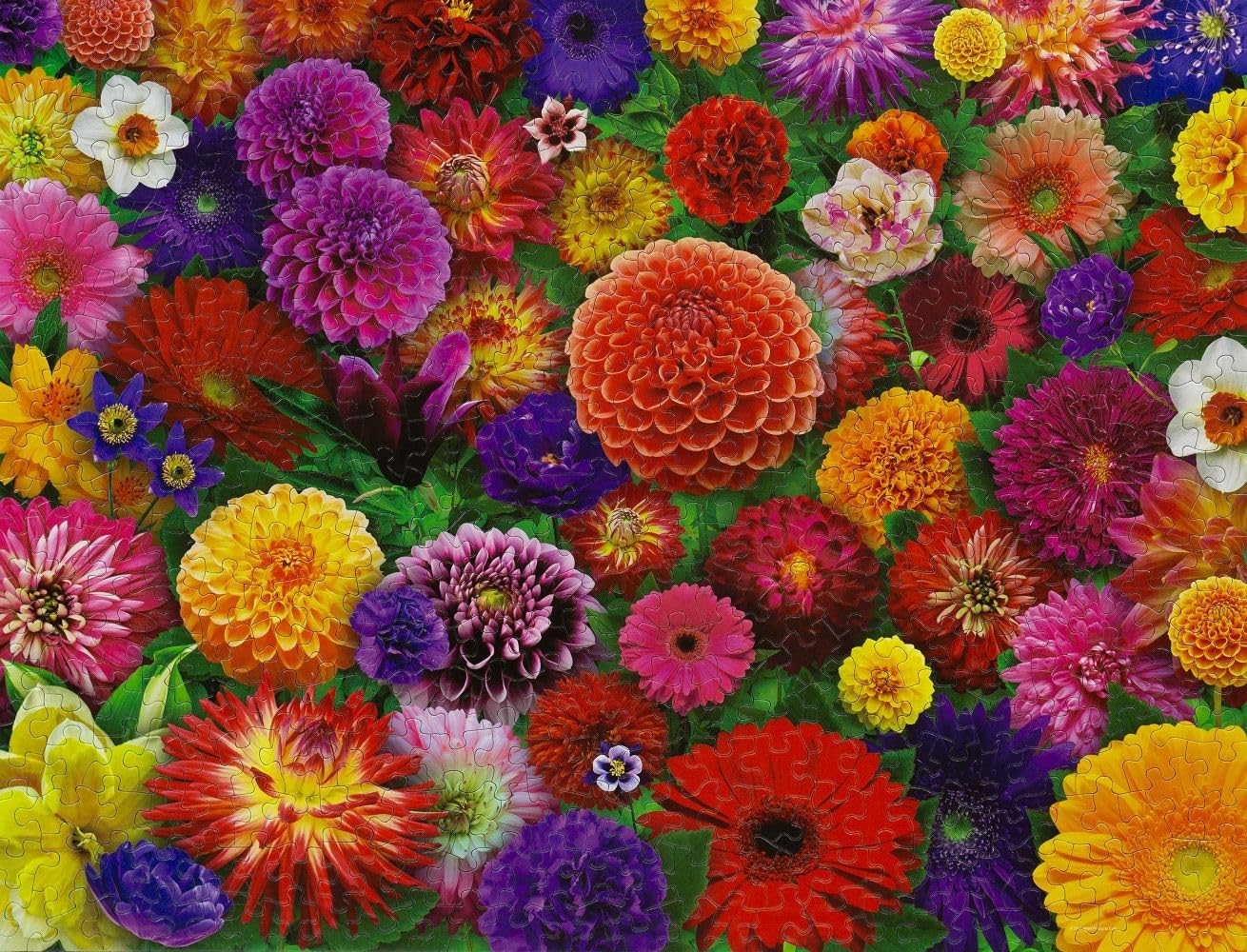 Springbok Blooming Every Daisy 500 Piece Flower Jigsaw Puzzle for Adults