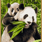 Schipper 609240712 Panda Bears Paint By Numbers Board