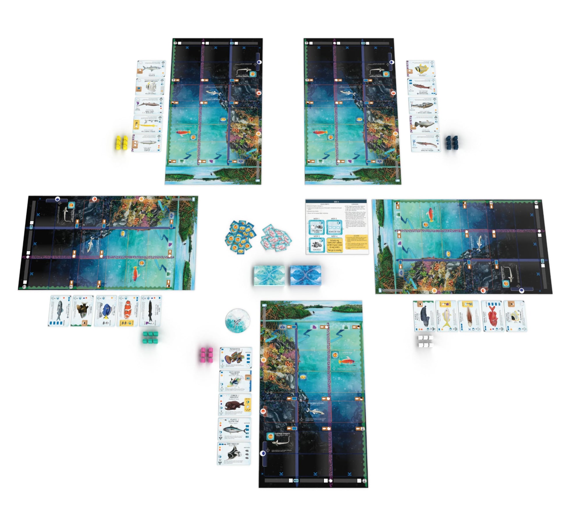 Stonemaier Games: Finspan - A Wingspan Game by David Gordon & Michael O’Connell | A Relaxing Strategy Board Game About Collecting Fish and Ocean