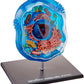 Famemaster 4D-Science Animal Cell Anatomy Model Coral, Black, Mint Green, Beige, Gold, Rose Gold